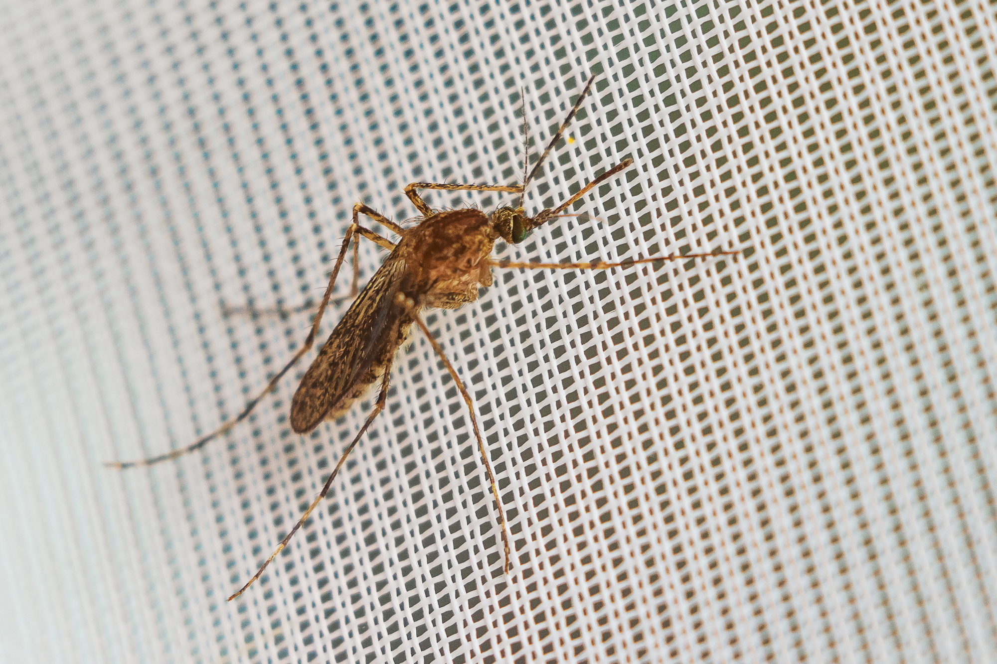 Komarniki so bila odlična rešitev za težave s komarji